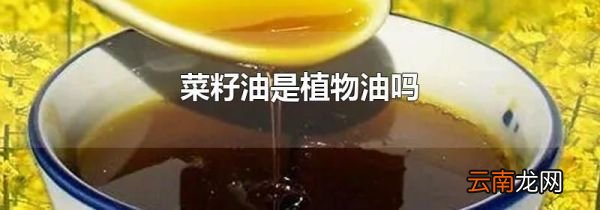 菜籽油是植物油吗