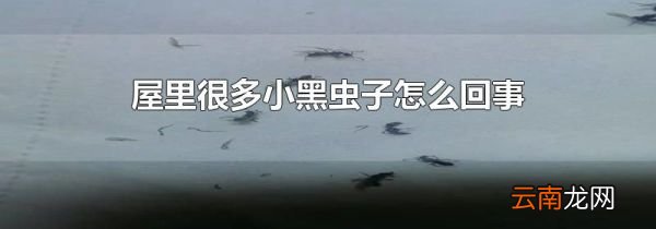 屋里很多小黑虫子怎么回事