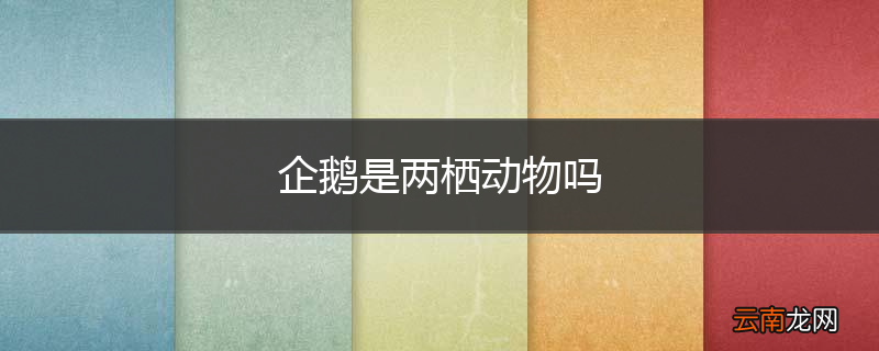 企鹅是两栖动物吗