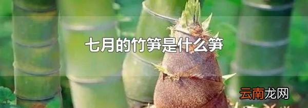 七月的竹笋是什么笋