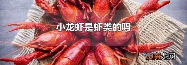 小龙虾是虾类的吗
