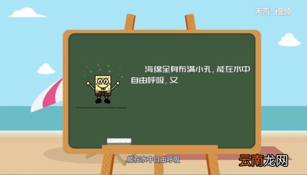 海绵宝宝是什么动物海绵宝宝是什么动物