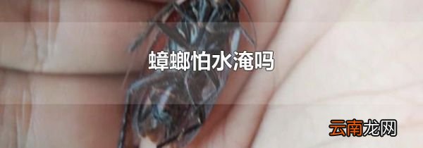 蟑螂怕水淹吗