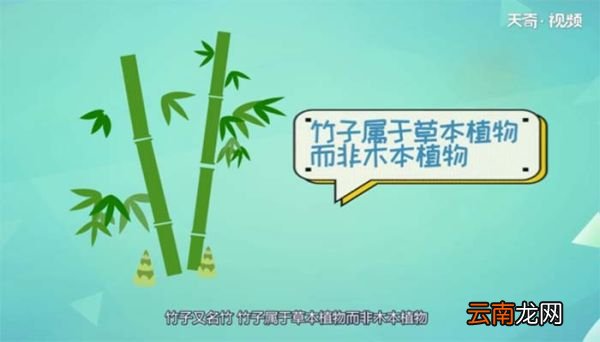 竹子到底是树还是草 竹子是树还是草呢