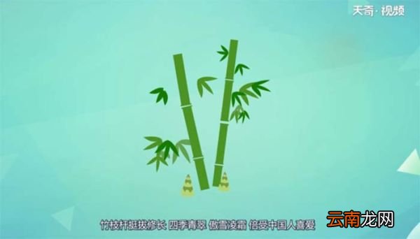 竹子到底是树还是草 竹子是树还是草呢