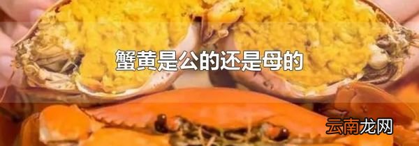 蟹黄是公的还是母的