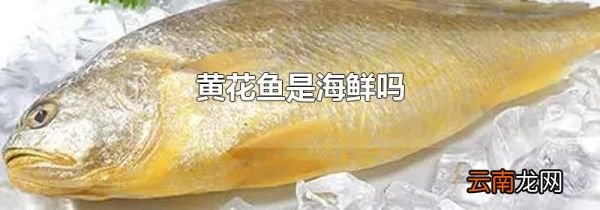 黄花鱼是海鲜吗