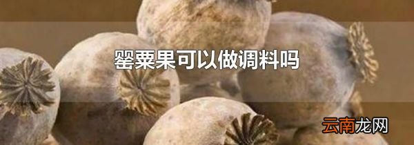 罂粟果可以做调料吗
