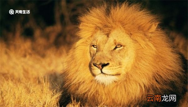 狮群的狩猎主要是由雄狮来完成的吗 狮群的狩猎由谁完成