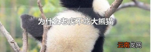 为什么老虎不吃大熊猫