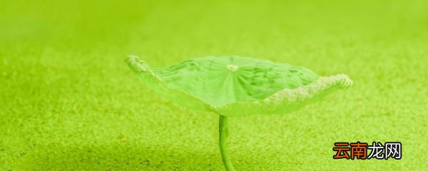 浮萍一道开的浮萍是什么意思 浮萍一道开出自哪首诗