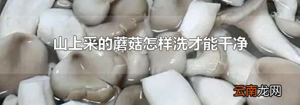 山上采的蘑菇怎样洗才能干净