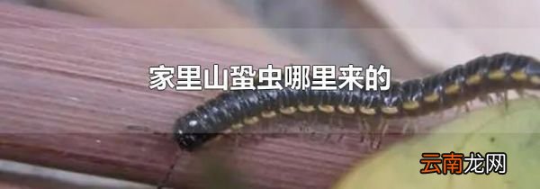 家里山蛩虫哪里来的