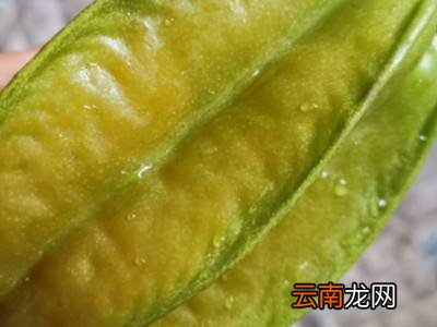 杨桃怎么处理才能吃