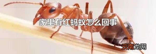 家里有红蚂蚁怎么回事