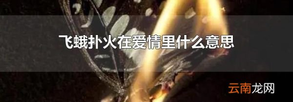 飞蛾扑火在爱情里什么意思