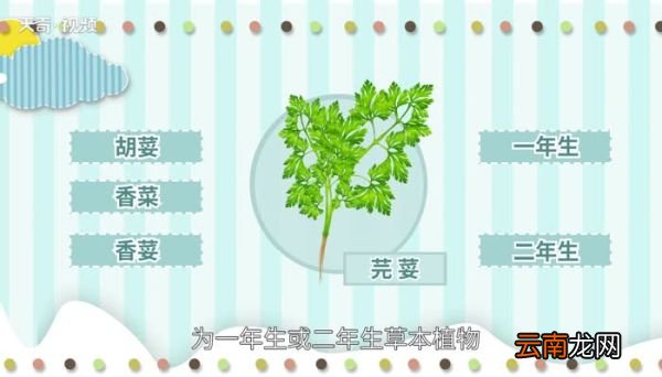 芫荽是什么 芫荽是什么东西