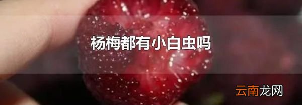 杨梅都有小白虫吗