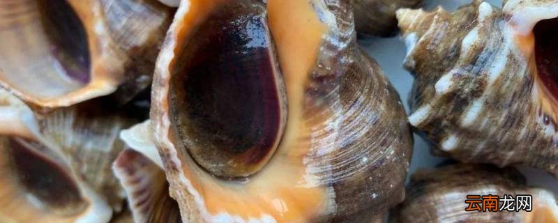 海螺保鲜可以放几天