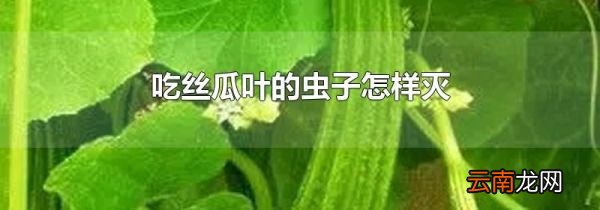 吃丝瓜叶的虫子怎样灭