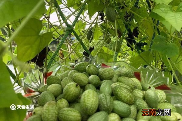 拇指西瓜的功效与作用 拇指西瓜的功效与作用是什么