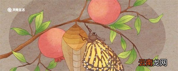 地老虎是什么昆虫 地老虎是什么昆虫的幼虫