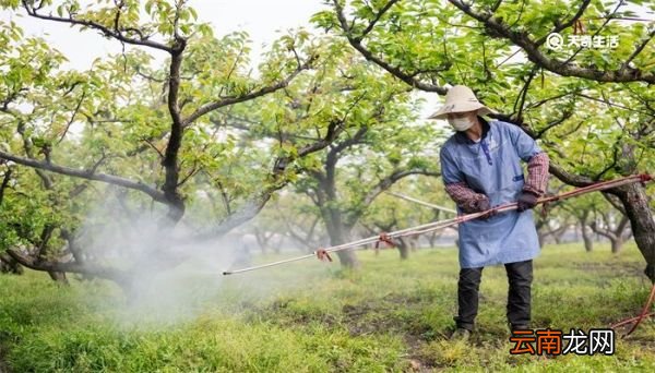 地老虎是什么昆虫 地老虎是什么昆虫的幼虫