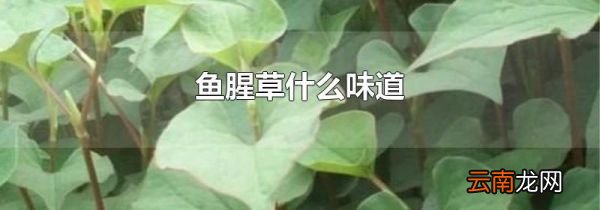鱼腥草什么味道