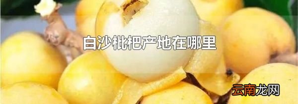 白沙枇杷产地在哪里