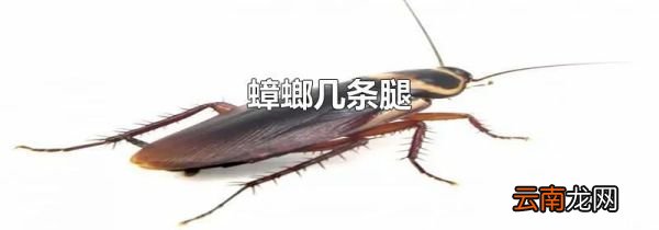 蟑螂几条腿