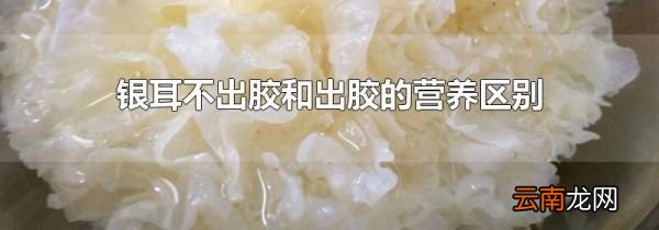 银耳不出胶和出胶的营养区别