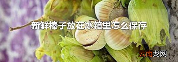 新鲜榛子放在冰箱里怎么保存