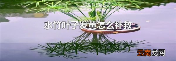 水竹叶子发黄怎么补救