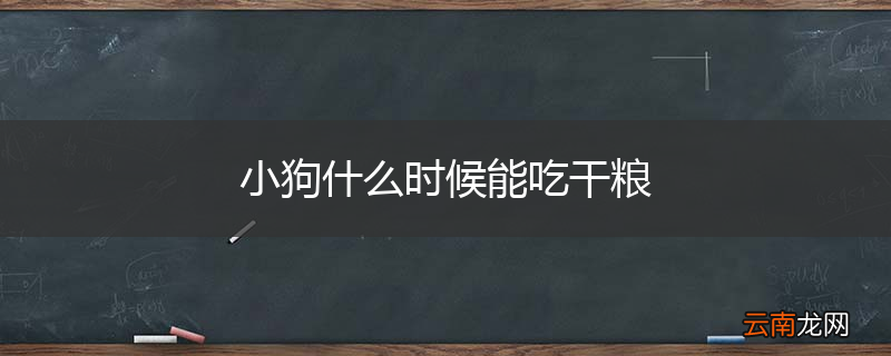 小狗什么时候能吃干粮
