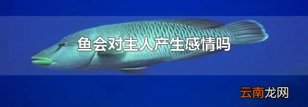 鱼会对主人产生感情吗