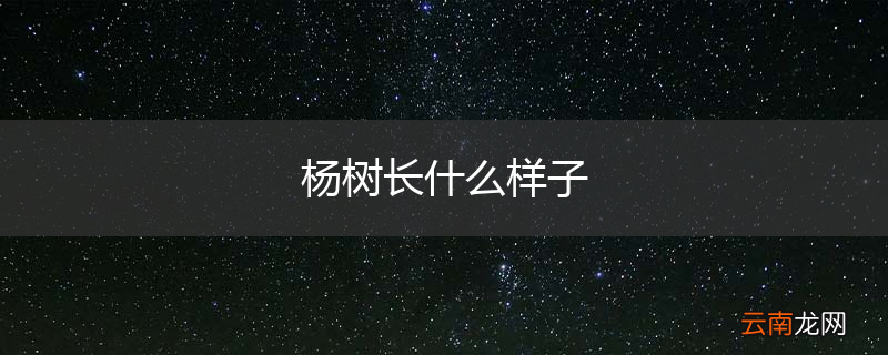 杨树长什么样子