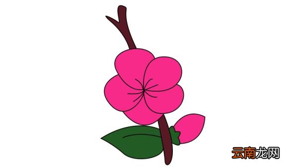 梅花简笔画教程梅花简笔画画法
