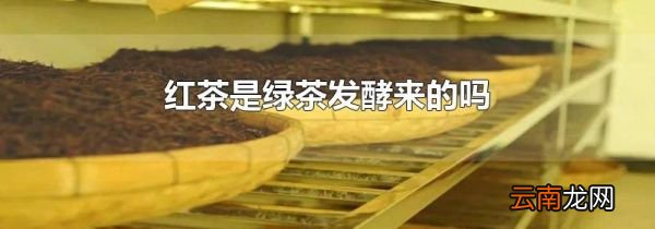 红茶是绿茶发酵来的吗