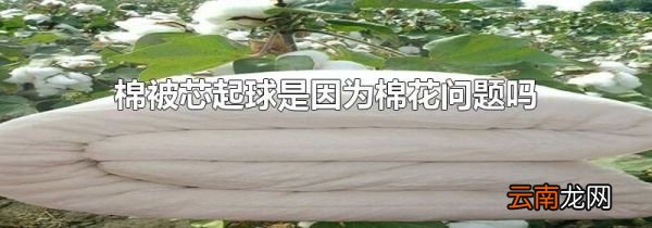 棉被芯起球是因为棉花问题吗