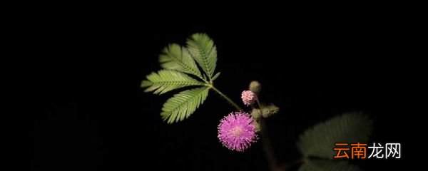 含羞草的外形特点 含羞草外形有什么特点