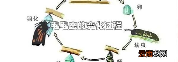 毛毛虫的变化过程