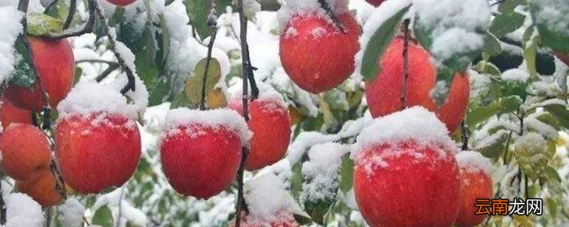 雪果是什么苹果