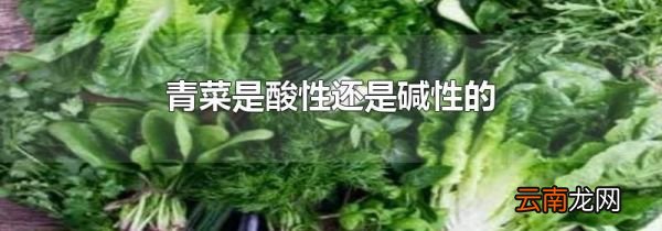 青菜是酸性还是碱性的