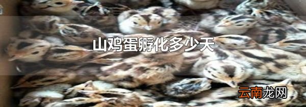 山鸡蛋孵化多少天