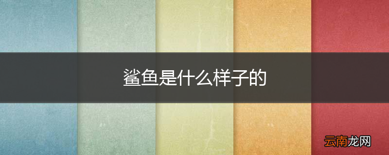 鲨鱼是什么样子的