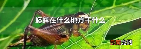 蟋蟀在什么地方干什么