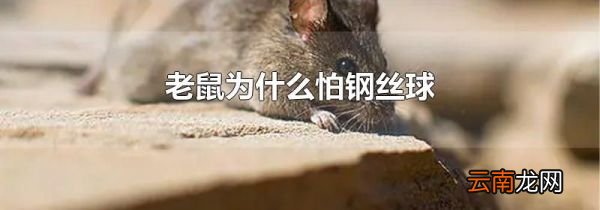 老鼠为什么怕钢丝球