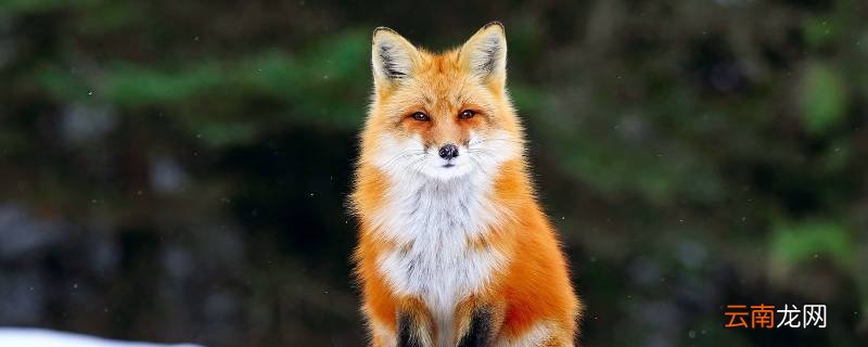 狐狸是什么