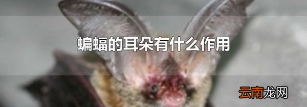 蝙蝠的耳朵有什么作用