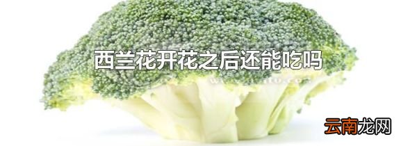 西兰花开花之后还能吃吗